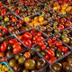 Why tomatoes lose flavor in fridge: their genes chill out 