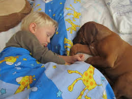 rajce.idnes.cz baby.65|Krátká zpráva uživatelky 88petule - Modrý koník