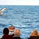 Whales breaking records 