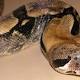 Queensland police mistakenly release South American boa constrictor on Gold ... 