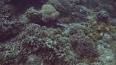 El extraño y fascinante mundo de los corales ile ilgili video