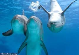 Man fucks dolphin jpg x Man fucks dolphin