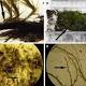 Frozen for 1600 years, Antarctic moss revived - Daily News