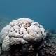 Large Sections of Australia's Great Reef Are Now Dead, Scientists Find 