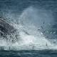 NOAA warns boaters of humpback whales in Long Island Sound 