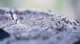 El fascinante mundo de las hormigas tejedoras ile ilgili video