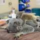 Koala Mom and Joey Cuddle After Life-Saving Surgery 