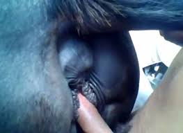 Man fuck horse videos male bestiality jpg x Guy fucks horse