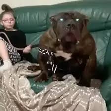 dogs fuck litlle girls|Dog sex (small vs big dog) - YouTube