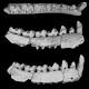 These ancient Asian primate fossils might be the missing pieces of a major evolutionary puzzle 