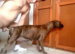 Af bedbrandon fucks dogs again gaybeast com siterip jpg x Guy fucked by dog