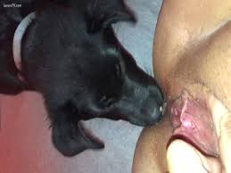 Gvybeaftggaaaa oa onpxsx jpg x Dog licking pussy