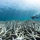 50 Reefs: World-first global plan says only 10 pc of coral reefs can be saved from extinction 