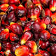 Experts attend conference on sustainable palm oil production in Accra