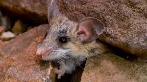 siberian-mouse-naked-7|Uncovering molecular mechanisms of regulated cell death in the naked mole  rat | Aging