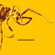 Ancient wingless wasp, now extinct, identified as one of a kind 