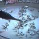 Zika Virus Is Coming and We're Not Ready, US Experts Say 