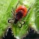 Tick-Borne Virus Worse Than Lyme Disease: New York Has 2nd Highest Number Of Cases 