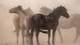 The Enduring Legacy of the Pony Express ile ilgili video