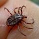 Lyme disease: Tick researcher finds bacteria with similar symptoms to ... 