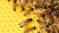 The Importance of Pollinators ile ilgili video