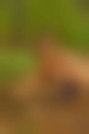 nudism　girl|30's, adult, beach, beauty, exercise, … – License image – 70321384 ❘  lookphotos