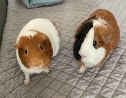 Equatorial guinea sex jpg x Sexing guinea pigs