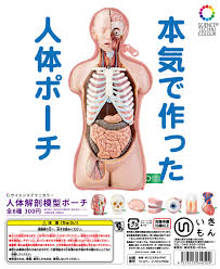 人体解剖|人体解剖学のコンセプト。男性の体の内臓を含むインフォグラフィックポスター。呼吸器系、消化器系、生殖系、心臓系。バナー、ベクトルのイラスト素材・ベクター  Image 203722561