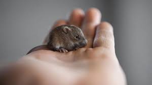 siberian mouse early|Wild house mice change appearance after contact with humans - SWI  swissinfo.ch