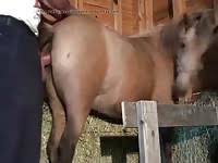 Mare hentai porn archives cartoonpornvids page jpg x Mare sex