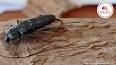 Le fascinant monde des termites ile ilgili video
