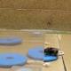 Bees pull some strings to spread learned skills 