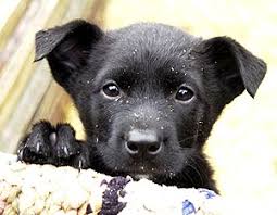 Veterinarai padeda beglobiams gyvūnams 