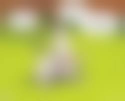 bestiality comics|Bestiality Comics - Comic Vine