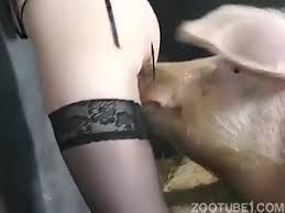 Wild boar fucks a girl sex with pigs jpg x Pig fuck girl