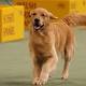 Male dog fertility in rapid decline, new research shows 