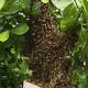 Watch: 10000 Honey Bees Saved in Westfield 