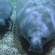 Cincinnati Zoo welcomes new manatee 