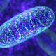 Newly discovered microbe does something textbooks say is impossible: it lives without mitochondria 