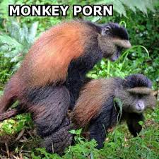 Monkey sex fuck and gay sexy men punishment porn video halloween can jpg x With monkey