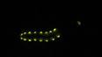 El misterioso mundo de los insectos bioluminiscentes ile ilgili video
