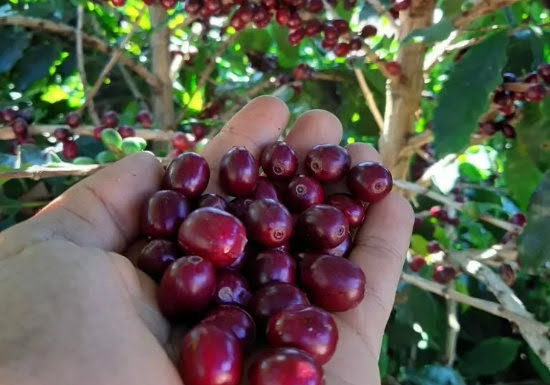 Willoughby's Coffee & Tea by null