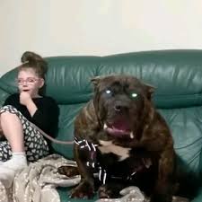 dogs fuck litlle girls|Amateur little dog sex - Video de Zoofilia - ZoofiliaVids