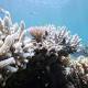 Great Barrier Reef could lose more than a quarter of coral to bleaching within 40 years 