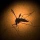 Wash U discovers Zika may harm men 