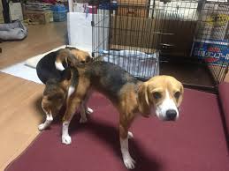 女と犬の交尾|スタジオでジャーマンシェパード犬と交尾するレトリバー犬の画像、白い背景に隔離の写真素材・画像素材 Image 119955562