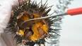 The Intriguing World of Sea Urchins ile ilgili video