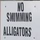 Texas alligator kills late-night swimmer 