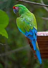 Military Macaw