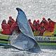 After years of decline, humpbacks are resurfacing on West Coast 